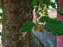 morus alba plant in the gardenv photo