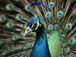 Peacock with vibrant feathers fully fanned out showcasing its colorful plumage photo