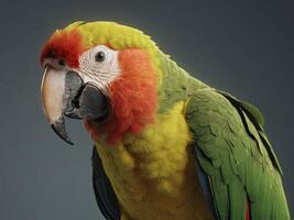 Close-Up of a Colorful Parrot with Green, Yellow, and Red Plumage photo