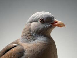 Close-Up of a Dove with Soft Gray and Brown Plumage photo