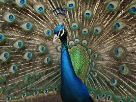 Peacock with vibrant feathers fully fanned out showcasing its colorful plumage photo