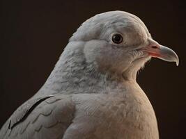 Close-Up of a Dove with Soft Gray Plumage and Gentle Expression photo