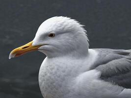 Side View of a Seagull with White and Gray Plumage photo