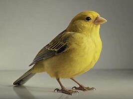 Yellow canary bird standing on a flat surface photo