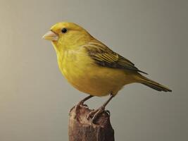 Yellow Canary Perched on a Wooden Branch with a Plain Background photo