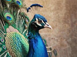 Peacock displaying vibrant feathers against a beige background photo