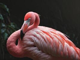Pink Flamingo with Curved Neck and Delicate Feathers photo
