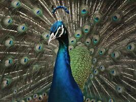 Peacock with vibrant feathers fully fanned out showcasing its colorful plumage photo