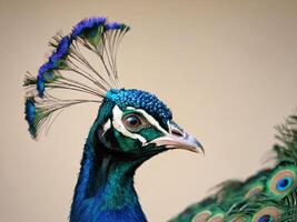 Close-up of a peacock with a striking crown of feathers against a beige background photo