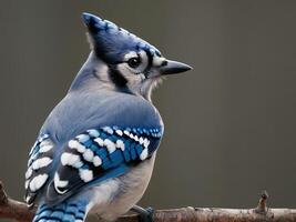 Blue jay perched on a branch with blurred background photo