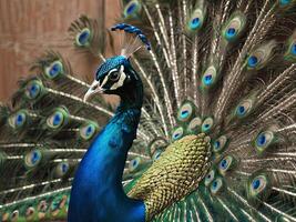 Peacock with vibrant feathers fully fanned out showcasing its colorful plumage photo
