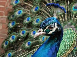 Close-up portrait of a peacock with vibrant plumage against a brick background photo