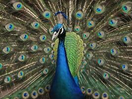 Peacock with vibrant feathers fully fanned out showcasing its colorful plumage photo