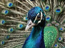 Peacock displaying its vibrant blue and green feathers in full fan photo