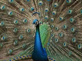 Peacock with vibrant feathers fully fanned out showcasing its colorful plumage photo