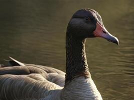 Profile of a red-billed goose swimming in a serene lake photo