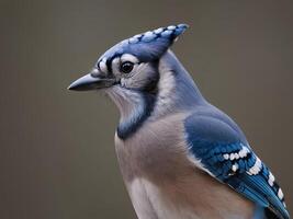 Profile of a Blue Jay with Detailed Feathers and Sharp Beak photo
