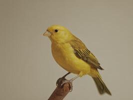 Yellow Canary Perched on a Wooden Branch with a Plain Background photo