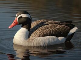 Red-billed duck swimming in a calm lake photo