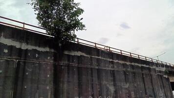 Tree near the wall with graffiti on the highway photo