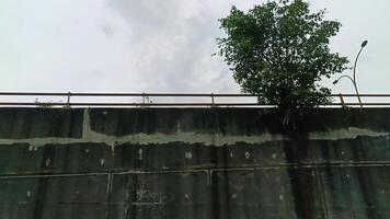 Tree near the wall with graffiti on the highway photo
