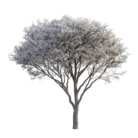 A Tree With Frost On It Is Shown On A Transparent Background. png