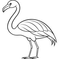 Galapagos Flamingo bird sits icon vector