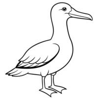 Galapagos Waved Albatross bird stands icon vector