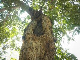 Old tree branches with green leaves bottom to top view photo