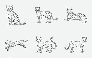 Print Exquisite Leopard Line Art Set - Majestic Wildlife Illustrations for Creative Projects vector