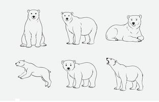 Print Majestic Polar Bear Line Art Collection vector