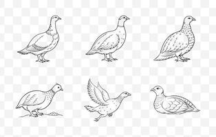 Print Grouse Line Art Set Detailed Illustrations of Grouse Birds in Elegant Line Art Style vector
