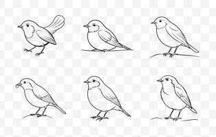 Print Robin Line Art Set with Detailed and Elegant Designs for Creative Projects vector