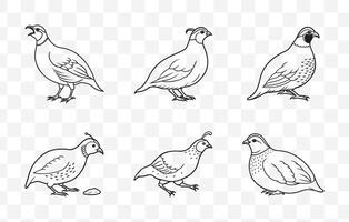 Print Comprehensive Quail Line Art Set Featuring Detailed and Artistic Illustrations of Quail Birds for Creative Projects vector