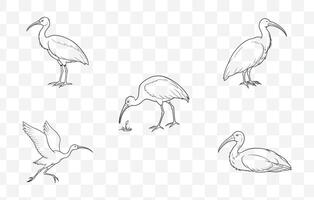 Print Elegant Ibis Line Art Set for Unique Design and Illustration Projects vector