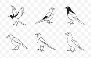 Print Elegant Magpie Line Art Set Perfect for Designers and Artists Seeking High Quality Avian Illustrations vector
