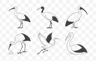 Print Elegant Ibis Line Art Set for Creative and Artistic Designs vector