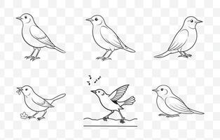 Print Nightingale Line Art Set Elegant Bird Illustrations for Creative Projects and Designs vector