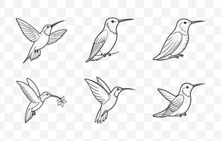 Print Elegant and Intricate Hummingbird Line Art Set for Creative Projects and Design Use vector
