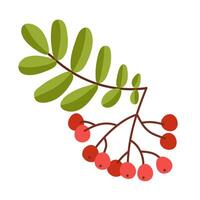 Rowan Berry Cluster Hanging on Tree Branch with Pinnate Leaves Illustration vector