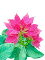 tree of poinsettia flower png
