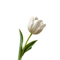 Realistic White tulip flower on transparent background png