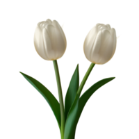 White tulip sticks on transparent background png
