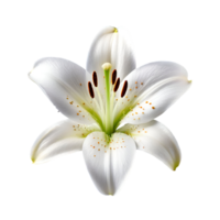 white lily flower on transparent background png