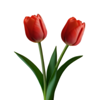 Red tulip sticks on transparent background png