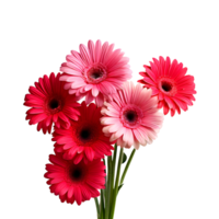 Bunch of gerbera flower on transparent background png