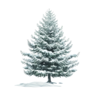 A snowcovered pine tree, nature element, realistic illustration, cool tones, isolated on white background png