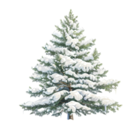 A snowcovered pine tree, nature element, realistic illustration, cool tones, isolated on white background png