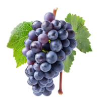 Grape cluster with leaf isolated on a transparent background png