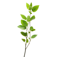 A branch of a plant with green leaves on transparent background png